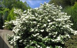 Japanese Snowball Bush (Viburnum Plicatum) - 2 Gallon Pot -Garden Plant Shop viburnum plicatum japanese snowball bush flowers 15