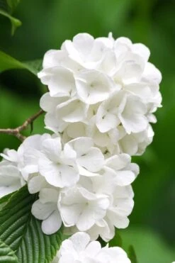 Japanese Snowball Bush (Viburnum Plicatum) - 2 Gallon Pot -Garden Plant Shop viburnum plicatum japanese snowball flowers 10