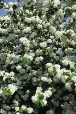 Japanese Snowball Bush (Viburnum Plicatum) - 2 Gallon Pot -Garden Plant Shop viburnum plicatum japanese snowball flowers 15