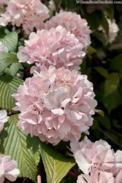 Kern's Pink Snowball Viburnum Bush - 2 Gallon Pot -Garden Plant Shop viburnum plicatum kerns pink snowball 3