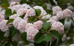 Kern's Pink Snowball Viburnum Bush - 2 Gallon Pot -Garden Plant Shop viburnum plicatum kerns pink snowball 7