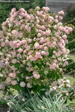 Kern's Pink Snowball Viburnum Bush - 2 Gallon Pot -Garden Plant Shop viburnum plicatum kerns pink snowball 9