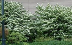 Japanese Doublefile Viburnum - 2 Gallon Pot 15 Japanese Doublefile Viburnum - 2 Gallon Pot -Garden Plant Shop viburnum plicatum tomentosum japanese doublefile 1