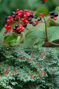 Japanese Doublefile Viburnum - 2 Gallon Pot 14 Japanese Doublefile Viburnum - 2 Gallon Pot -Garden Plant Shop viburnum plicatum tomentosum japanese doublefile 2