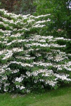 Japanese Doublefile Viburnum - 2 Gallon Pot 17 Japanese Doublefile Viburnum - 2 Gallon Pot -Garden Plant Shop viburnum plicatum tomentosum japanese doublefile 5