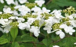 Japanese Doublefile Viburnum - 2 Gallon Pot 16 Japanese Doublefile Viburnum - 2 Gallon Pot -Garden Plant Shop viburnum plicatum tomentosum japanese doublefile 6