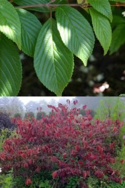 Japanese Doublefile Viburnum - 2 Gallon Pot 13 Japanese Doublefile Viburnum - 2 Gallon Pot -Garden Plant Shop viburnum plicatum tomentosum japanese doublefile 9