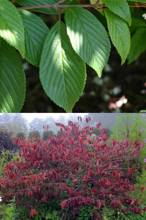 Japanese Doublefile Viburnum - 2 Gallon Pot 5 Japanese Doublefile Viburnum - 2 Gallon Pot - Image 5