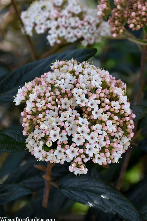 Prague Viburnum - 3 Gallon Pot 5 Prague Viburnum - 3 Gallon Pot - Image 5