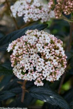 Prague Viburnum - 2.5 Quart Pot -Garden Plant Shop viburnum pragense prague 2 2