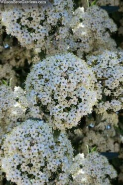 Prague Viburnum - 2.5 Quart Pot -Garden Plant Shop viburnum pragense prague 5 2