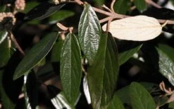 Prague Viburnum - 1 Gallon Pot 15 Prague Viburnum - 1 Gallon Pot -Garden Plant Shop viburnum pragense prague 7