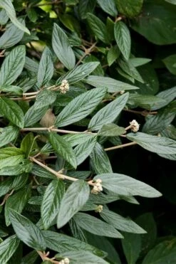 Prague Viburnum - 2.5 Quart Pot -Garden Plant Shop viburnum pragense prague 9 2