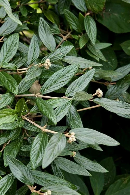 Prague Viburnum - 1 Gallon Pot 7 Prague Viburnum - 1 Gallon Pot - Image 7