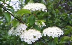 Blackhaw Viburnum - 2 Gallon Pot -Garden Plant Shop viburnum prunifolium black haw 4 1