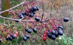 Blackhaw Viburnum - 2 Gallon Pot -Garden Plant Shop viburnum prunifolium black haw 5 1