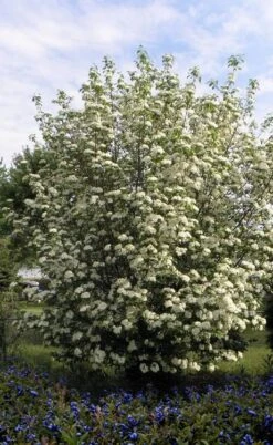 Blackhaw Viburnum - 3 Gallon Pot -Garden Plant Shop viburnum prunifolium black haw 7