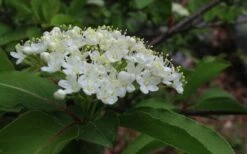 Blackhaw Viburnum - 3 Gallon Pot -Garden Plant Shop viburnum prunifolium black haw 9