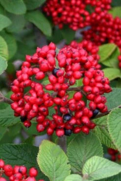 Alleghany Viburnum - 1 Gallon Pot -Garden Plant Shop viburnum rhytidophylloides alleghany 4