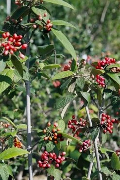 Willowwood Viburnum - 3 Gallon Pot -Garden Plant Shop viburnum rhytidophylloides willowwood 5