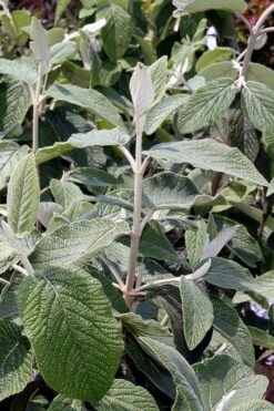 Willowwood Viburnum - 3 Gallon Pot -Garden Plant Shop viburnum rhytidophylloides willowwood 6