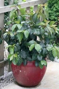 Shiny Dancer Viburnum - 2 Gallon Pot -Garden Plant Shop viburnum shiny dancer 26