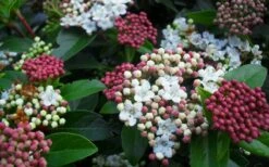 Spring Bouquet Viburnum - 6 Pack Of 1 Gallon Pots -Garden Plant Shop viburnum spring bouquet 800x500 1