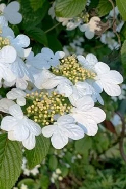 Summer Snowflake Viburnum - 1 Gallon Pot -Garden Plant Shop viburnum summer snowflake 103