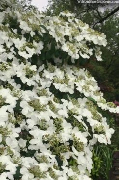 Summer Snowflake Viburnum - 1 Gallon Pot -Garden Plant Shop viburnum summer snowflake 105