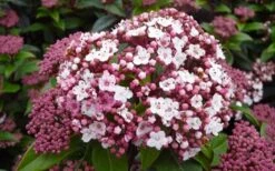 Spirit Viburnum - 3 Gallon Pot -Garden Plant Shop viburnum tinus spirit 1