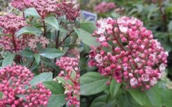 Spirit Viburnum - 3 Gallon Pot -Garden Plant Shop viburnum tinus spirit 2