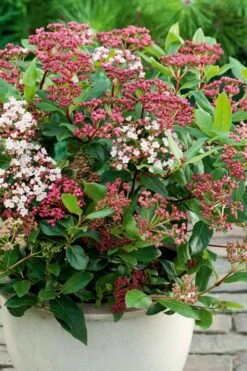 Spirit Viburnum - 3 Gallon Pot -Garden Plant Shop viburnum tinus spirit 4