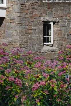 Spirit Viburnum - 3 Gallon Pot -Garden Plant Shop viburnum tinus spirit 7