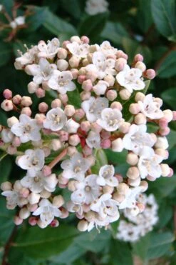 Spring Bouquet Viburnum - 6 Pack Of 1 Gallon Pots -Garden Plant Shop viburnum tinus spring bouquet 1
