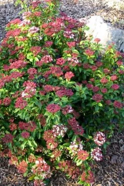 Spring Bouquet Viburnum - 3 Gallon Pot -Garden Plant Shop viburnum tinus spring bouquet 2 2