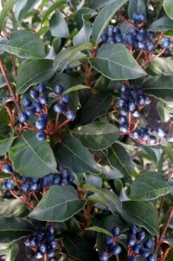 Spring Bouquet Viburnum - 6 Pack Of 1 Gallon Pots -Garden Plant Shop viburnum tinus spring bouquet 5