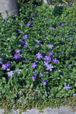 Bigleaf Periwinkle (Vinca Major) - 18 Pack Of Pint Pots -Garden Plant Shop vinca major bigleaf periwinkle 10 1