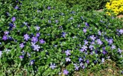 Bigleaf Periwinkle (Vinca Major) - 8 Pack Of 2.5" Pots -Garden Plant Shop vinca major bigleaf periwinkle 11