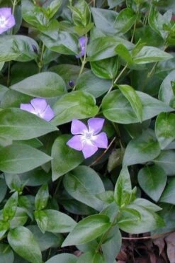 Bigleaf Periwinkle (Vinca Major) - 18 Pack Of Pint Pots -Garden Plant Shop vinca major bigleaf periwinkle 12 1