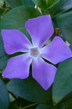 Bigleaf Periwinkle (Vinca Major) - 10 Pack Of Pint Pots