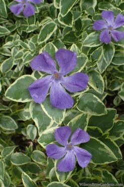 Variegated Bigleaf Periwinkle (Vinca Major 'Variegata') - 6 Pack Of Pint Pots -Garden Plant Shop vinca major variegata big leaf periwinkle 10