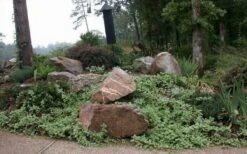 Variegated Bigleaf Periwinkle (Vinca Major 'Variegata') - 18 Pack Of Pint Pots -Garden Plant Shop vinca major variegata big leaf periwinkle 12 1