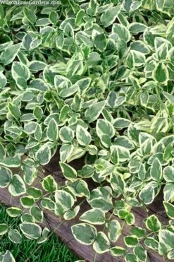 Variegated Bigleaf Periwinkle (Vinca Major 'Variegata') - 18 Pack Of Pint Pots -Garden Plant Shop vinca major variegata big leaf periwinkle 14 2