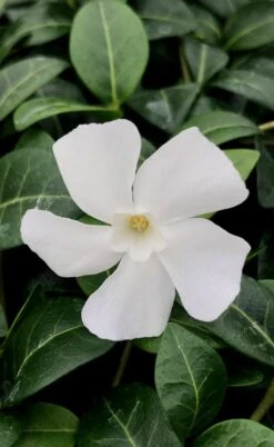 White Evergreen Periwinkle (Vinca Minor 'Alba') - 5 Pack Of Pint Pots 14 White Evergreen Periwinkle (Vinca Minor 'Alba') - 5 Pack Of Pint Pots -Garden Plant Shop vinca minor alba white evergreen periwinkle 1 1