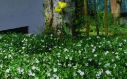 White Evergreen Periwinkle (Vinca Minor 'Alba') - 5 Pack Of Pint Pots 12 White Evergreen Periwinkle (Vinca Minor 'Alba') - 5 Pack Of Pint Pots -Garden Plant Shop vinca minor alba white evergreen periwinkle 6 1