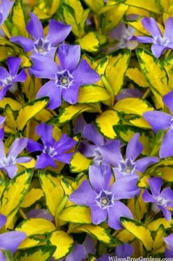 Illumination Variegated Periwinkle (Vinca Minor) - 6 Pack Of Pint Pots -Garden Plant Shop vinca minor illumination 10 1