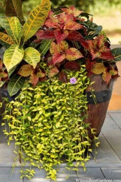 Illumination Variegated Periwinkle (Vinca Minor) - 10 Pack Of Pint Pots -Garden Plant Shop vinca minor illumination 7