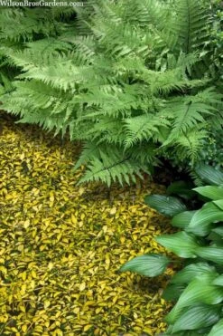 Illumination Variegated Periwinkle (Vinca Minor) - 10 Pack Of Pint Pots -Garden Plant Shop vinca minor illumination 8