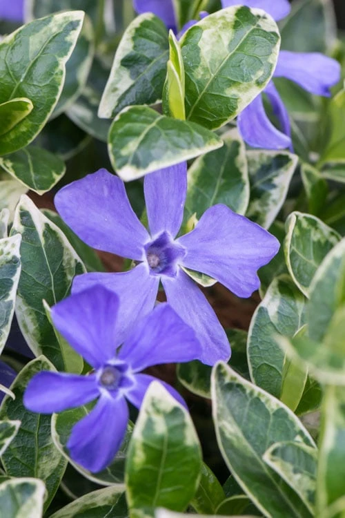 Ralph Shugert Variegated Periwinkle - Vinca Minor - 3 Pack Of Pint Pots 1 Ralph Shugert Variegated Periwinkle - Vinca Minor - 3 Pack Of Pint Pots
