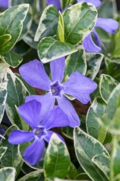 Ralph Shugert Variegated Periwinkle (Vinca Minor) - 6 Pack Of Pint Pots